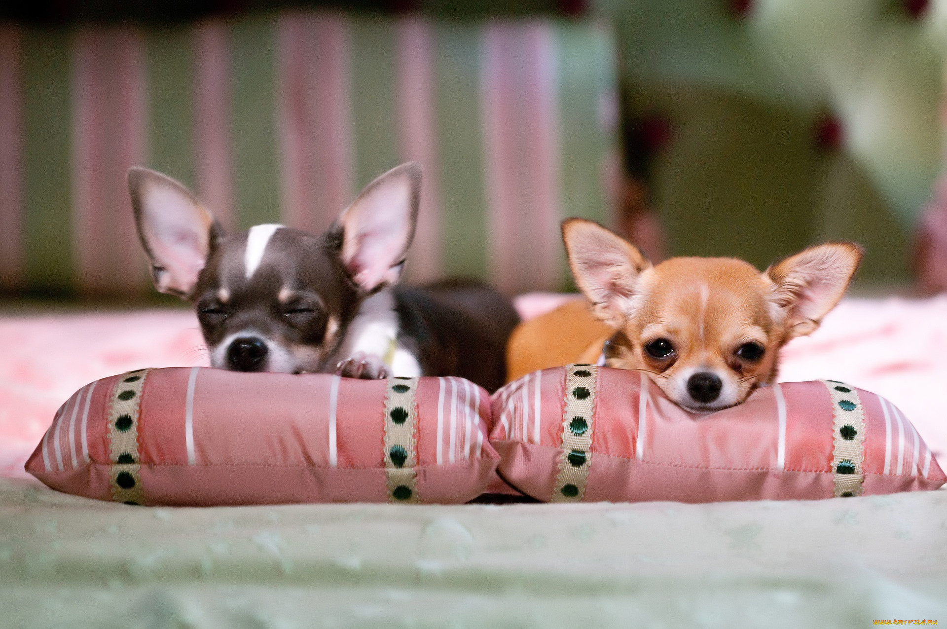  , beverly hills chihuahua 2, , 